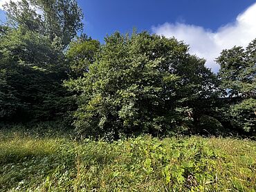 I26-21-014: 
		97772 Wildflecken