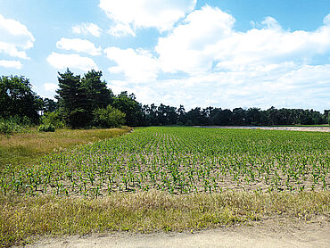 D26-03-036: Pietzpuhler Weg (Südseite)
		39291 Möser