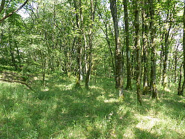 I26-22-019: Nahe B 41
		66640 Namborn