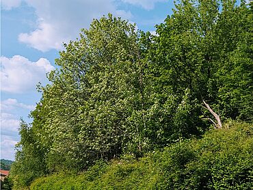 I26-22-017: 
		76855 Annweiler am Trifels